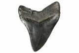 Fossil Megalodon Tooth - South Carolina #168209-1
